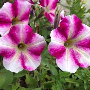 Meet your Posher, Silli